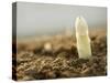 A White Asparagus Tip-Jost Hiller-Stretched Canvas