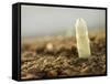 A White Asparagus Tip-Jost Hiller-Framed Stretched Canvas