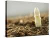 A White Asparagus Tip-Jost Hiller-Stretched Canvas