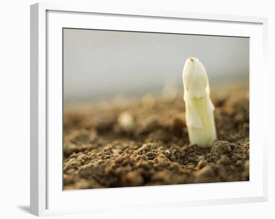 A White Asparagus Tip-Jost Hiller-Framed Photographic Print