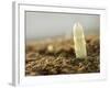 A White Asparagus Tip-Jost Hiller-Framed Photographic Print