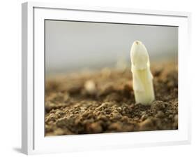 A White Asparagus Tip-Jost Hiller-Framed Photographic Print