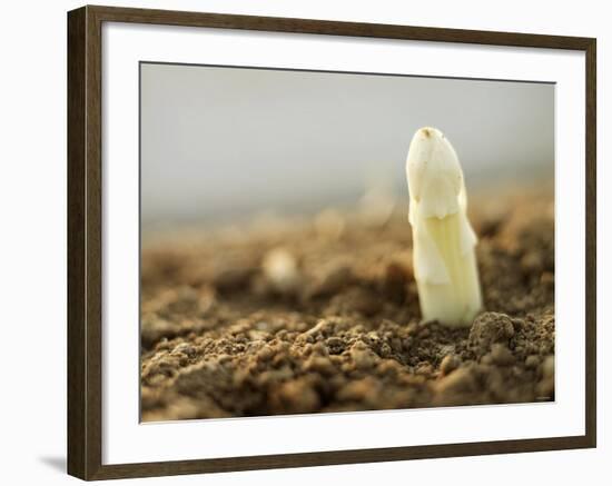 A White Asparagus Tip-Jost Hiller-Framed Photographic Print