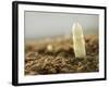 A White Asparagus Tip-Jost Hiller-Framed Photographic Print