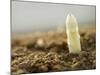 A White Asparagus Tip-Jost Hiller-Mounted Photographic Print