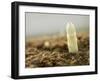 A White Asparagus Tip-Jost Hiller-Framed Photographic Print