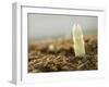 A White Asparagus Tip-Jost Hiller-Framed Photographic Print
