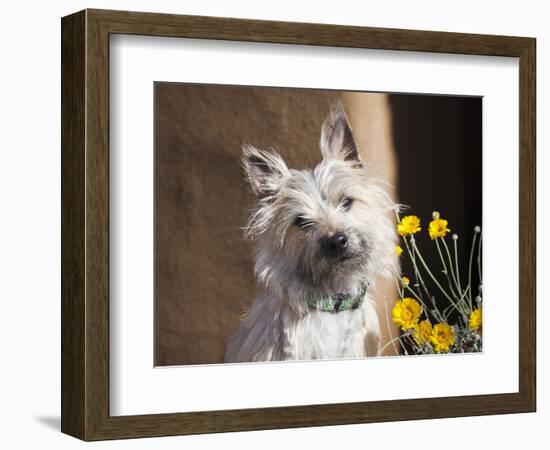 A White Cairn Terrier Sitting Next to Yellow Flowers-Zandria Muench Beraldo-Framed Photographic Print