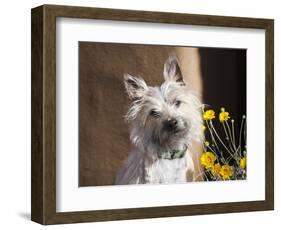 A White Cairn Terrier Sitting Next to Yellow Flowers-Zandria Muench Beraldo-Framed Photographic Print