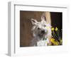 A White Cairn Terrier Sitting Next to Yellow Flowers-Zandria Muench Beraldo-Framed Photographic Print