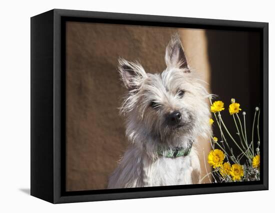 A White Cairn Terrier Sitting Next to Yellow Flowers-Zandria Muench Beraldo-Framed Stretched Canvas