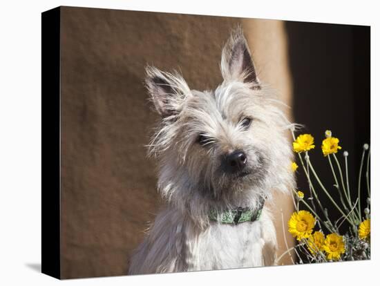 A White Cairn Terrier Sitting Next to Yellow Flowers-Zandria Muench Beraldo-Stretched Canvas