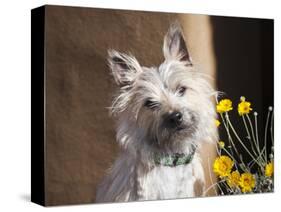 A White Cairn Terrier Sitting Next to Yellow Flowers-Zandria Muench Beraldo-Stretched Canvas