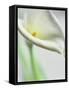 A White Calla Lily-Dr^ Martin Baumgärtner-Framed Stretched Canvas