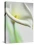 A White Calla Lily-Dr^ Martin Baumgärtner-Stretched Canvas