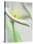 A White Calla Lily-Dr^ Martin Baumgärtner-Stretched Canvas