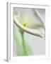 A White Calla Lily-Dr^ Martin Baumgärtner-Framed Photographic Print