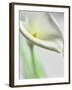 A White Calla Lily-Dr^ Martin Baumgärtner-Framed Photographic Print