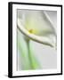 A White Calla Lily-Dr^ Martin Baumgärtner-Framed Photographic Print