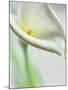 A White Calla Lily-Dr^ Martin Baumgärtner-Mounted Photographic Print