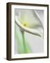 A White Calla Lily-Dr^ Martin Baumgärtner-Framed Photographic Print