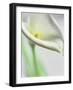 A White Calla Lily-Dr^ Martin Baumgärtner-Framed Photographic Print