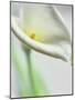 A White Calla Lily-Dr^ Martin Baumgärtner-Mounted Photographic Print