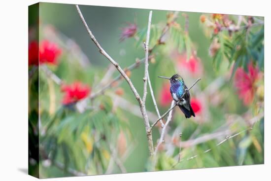 A White-Chinned Sapphire Hummingbird (Hylocharis Cyanus) Perches on a Branch in Brazil-Alex Saberi-Stretched Canvas