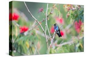 A White-Chinned Sapphire Hummingbird (Hylocharis Cyanus) Perches on a Branch in Brazil-Alex Saberi-Stretched Canvas