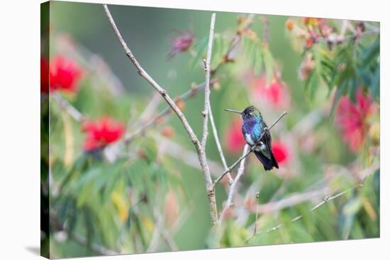 A White-Chinned Sapphire Hummingbird (Hylocharis Cyanus) Perches on a Branch in Brazil-Alex Saberi-Stretched Canvas