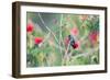 A White-Chinned Sapphire Hummingbird (Hylocharis Cyanus) Perches on a Branch in Brazil-Alex Saberi-Framed Premium Photographic Print