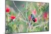 A White-Chinned Sapphire Hummingbird (Hylocharis Cyanus) Perches on a Branch in Brazil-Alex Saberi-Mounted Premium Photographic Print