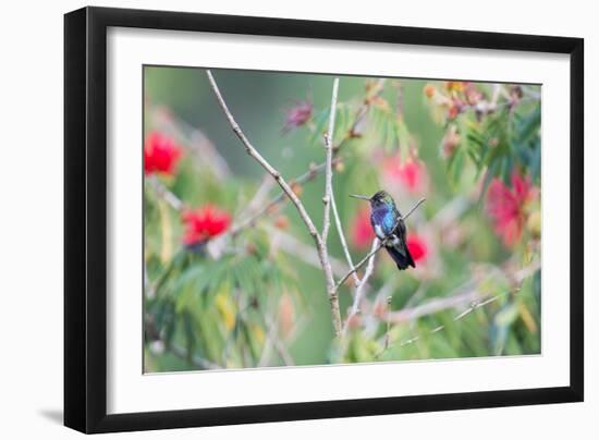 A White-Chinned Sapphire Hummingbird (Hylocharis Cyanus) Perches on a Branch in Brazil-Alex Saberi-Framed Photographic Print