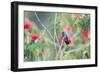 A White-Chinned Sapphire Hummingbird (Hylocharis Cyanus) Perches on a Branch in Brazil-Alex Saberi-Framed Photographic Print