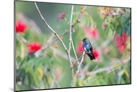 A White-Chinned Sapphire Hummingbird (Hylocharis Cyanus) Perches on a Branch in Brazil-Alex Saberi-Mounted Photographic Print