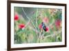 A White-Chinned Sapphire Hummingbird (Hylocharis Cyanus) Perches on a Branch in Brazil-Alex Saberi-Framed Photographic Print