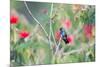 A White-Chinned Sapphire Hummingbird (Hylocharis Cyanus) Perches on a Branch in Brazil-Alex Saberi-Mounted Photographic Print