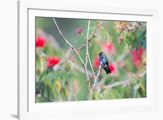 A White-Chinned Sapphire Hummingbird (Hylocharis Cyanus) Perches on a Branch in Brazil-Alex Saberi-Framed Photographic Print