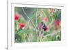 A White-Chinned Sapphire Hummingbird (Hylocharis Cyanus) Perches on a Branch in Brazil-Alex Saberi-Framed Photographic Print