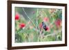 A White-Chinned Sapphire Hummingbird (Hylocharis Cyanus) Perches on a Branch in Brazil-Alex Saberi-Framed Photographic Print