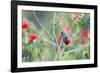 A White-Chinned Sapphire Hummingbird (Hylocharis Cyanus) Perches on a Branch in Brazil-Alex Saberi-Framed Photographic Print