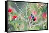 A White-Chinned Sapphire Hummingbird (Hylocharis Cyanus) Perches on a Branch in Brazil-Alex Saberi-Framed Stretched Canvas