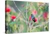 A White-Chinned Sapphire Hummingbird (Hylocharis Cyanus) Perches on a Branch in Brazil-Alex Saberi-Stretched Canvas