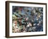 A White-Chinned Sapphire, Hylocharis Cyanus, Perching on a Branch-Alex Saberi-Framed Photographic Print