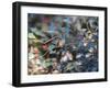 A White-Chinned Sapphire, Hylocharis Cyanus, Perching on a Branch-Alex Saberi-Framed Photographic Print