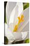 A White Crocus in a Garden in Portsmouth, New Hampshire-Jerry & Marcy Monkman-Stretched Canvas
