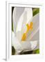 A White Crocus in a Garden in Portsmouth, New Hampshire-Jerry & Marcy Monkman-Framed Photographic Print