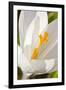 A White Crocus in a Garden in Portsmouth, New Hampshire-Jerry & Marcy Monkman-Framed Photographic Print