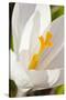 A White Crocus in a Garden in Portsmouth, New Hampshire-Jerry & Marcy Monkman-Stretched Canvas