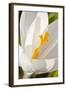 A White Crocus in a Garden in Portsmouth, New Hampshire-Jerry & Marcy Monkman-Framed Photographic Print